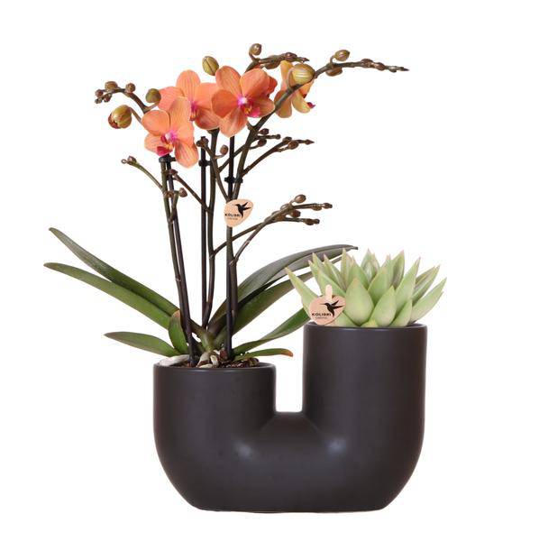 Bolzano Orchidee Orange & Sukkulente Miranda im schwarzen dekorativen Röhrentopf Ø9cm – Duo – Topf – Zimmerpflanze – stilvolle Geschenkidee – Plant