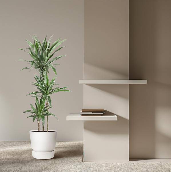 Drachenbaum Dracaena Warneckei Zimmerpflanze Ø27cm ↕140cm – pflegeleichte Grünpflanze für Wohnzimmer, Büro & helle Standorte kaufen – Plant
