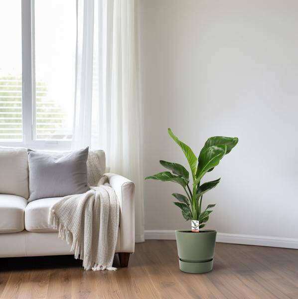 Baum – Strelitzie Strelitzia Nicolai – Zimmerpflanze Ø17cm ↕70cm – exotische Paradiesvogelblume mit tropischem Flair für Wohnzimmer Büro – Plant