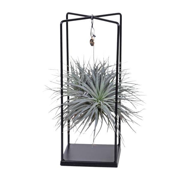 Luftpflanze Tillandsia Mix – Ø20cm – ↕20-35cm – Exotische Zimmerpflanzen ohne Erde – Tillandsia ionantha Abdita – Plant
