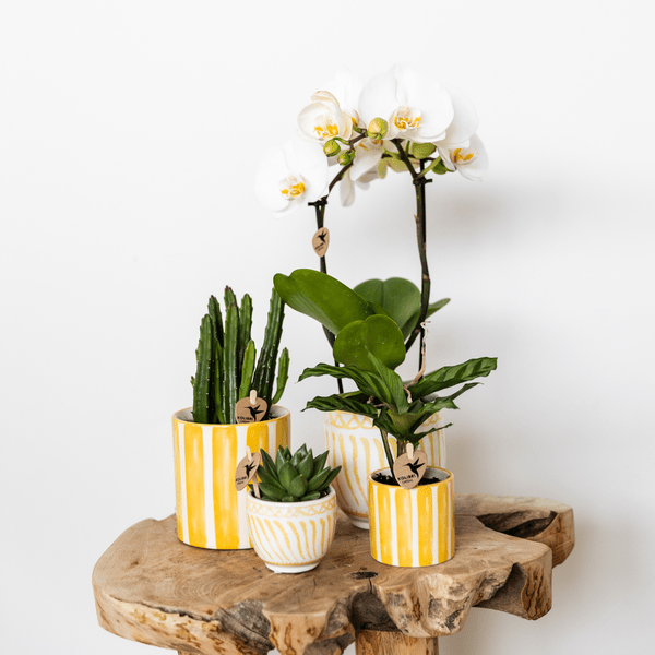 Aasblume – Stapelia – Zimmerpflanze – Ø6cm – Exotische & pflegeleichte Sukkulente – Seltene Kaktusart für Wohnzimmer, Büro & Pflanzenliebhaber
