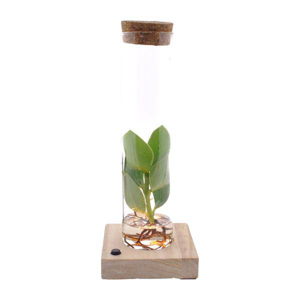 Clusia im Röhrenglas mit LED – Ø5cm – ↕10cm – dekorative Hydroponik – Zimmerpflanze – stilvolle Glasdeko für Zuhause & Büro – Plant