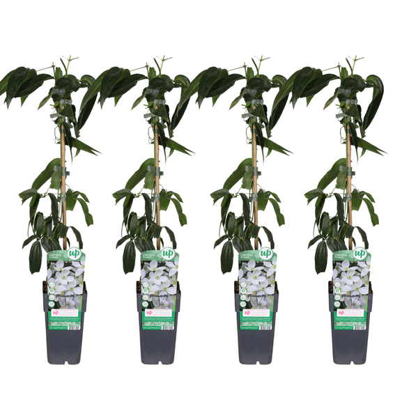 Clematis armandii – Armands Waldrebe – immergrüne Kletterpflanze – Ø15cm – ca. 65cm hoch – weiße duftende Blüten – Plant