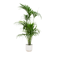 Kentiapalme – Howea forsteriana – Zimmerpflanze – 180cm hoch – Ø30cm inkl. Vibes Fold Topf Weiß – Elegante Palme für Wohnzimmer, Büro & Wintergarten – Plant