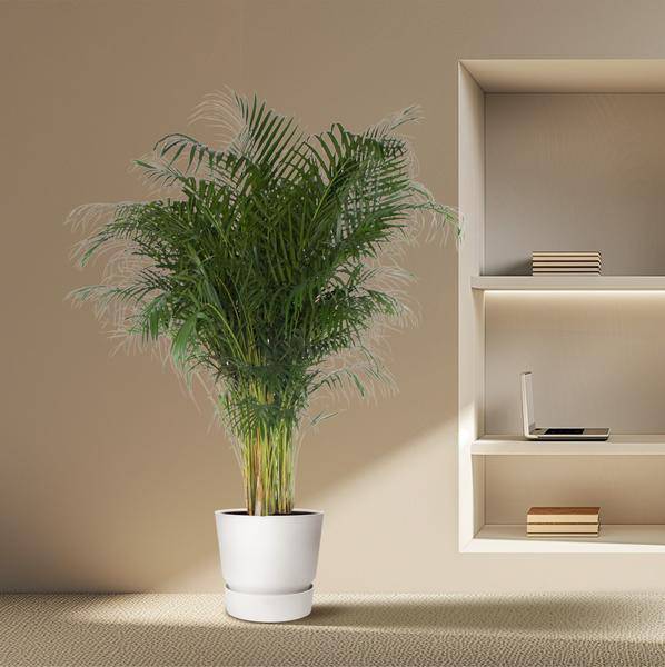 Goldfruchtpalme – Dypsis Lutescens – Areca – Palme – Zimmerpflanze – 200cm hoch Ø34cm – Tropisches Grün für Wohnzimmer & Büro – Plant