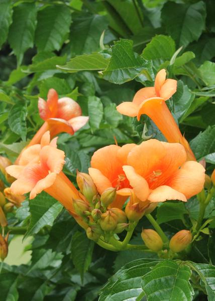 Trompetenblume Orange Gartenpflanze Ø15cm ↕65cm – winterharte Pflanze für Garten, Balkon, Terrasse, Kübel & Beet online kaufen – Plant