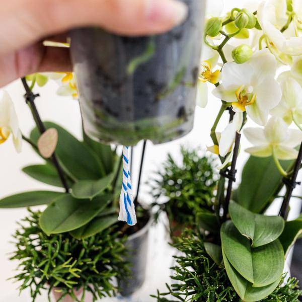 Einlage mit Wasserreservoir für Orchideenschale – Bewässerungssystem für Orchideen – Feldstrauß 1x12cm + 2x9cm + 3x WaterWicks – Ø25cm – Plant