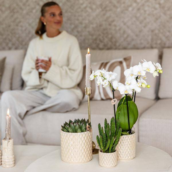 Diamant Perle Dekotopf – Travertin – Ø6cm – Blumentopf in Steinoptik – Eleganter Dekotopf für Zimmerpflanzen, Kakteen & Sukkulenten – Plant