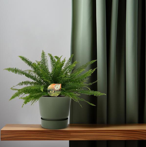 Schwertfarn Nephrolepis Green Lady Zimmerpflanze Ø17cm ↕40cm – pflegeleichte Grünpflanze für Wohnzimmer, Büro & helle Standorte kaufen – Plant