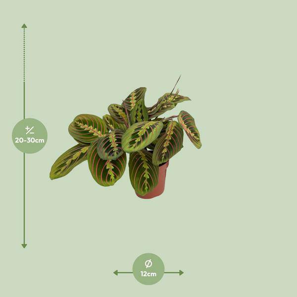 Maranta Fascinator Zimmerpflanze Ø12cm ↕30cm – pflegeleichte Grünpflanze für Wohnzimmer, Büro & helle Standorte kaufen – Plant