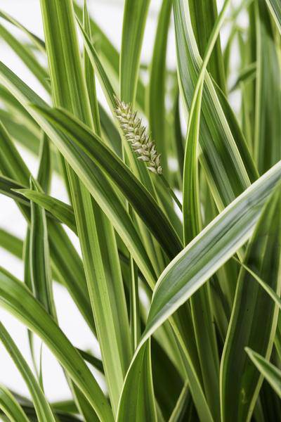 Weißrandige Segge – Carex morrowii 'Icedance' – Immergrünes Ziergras – Winterhart & pflegeleicht – Ø14cm – Ca. 30cm hoch – Plant