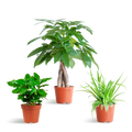 Haustierfreundliches Pflanzset – Zimmerpflanzen Mix – Ø12cm – Ungiftig für Katzen & Hunde – 3 Pflanzen – Set – Für Kinder und Haustiere geeignet – Plant