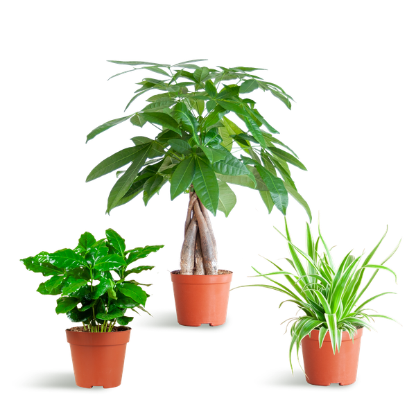 Haustierfreundliches Pflanzset – Zimmerpflanzen Mix – Ø12cm – Ungiftig für Katzen & Hunde – 3 Pflanzen – Set – Für Kinder und Haustiere geeignet – Plant