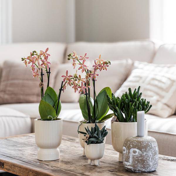 Übertopf Diabolo Travertin – Ø6cm – Blumentopf in modernem Design – Stilvoller Keramiktopf für kleine Zimmerpflanzen & Sukkulenten – Plant
