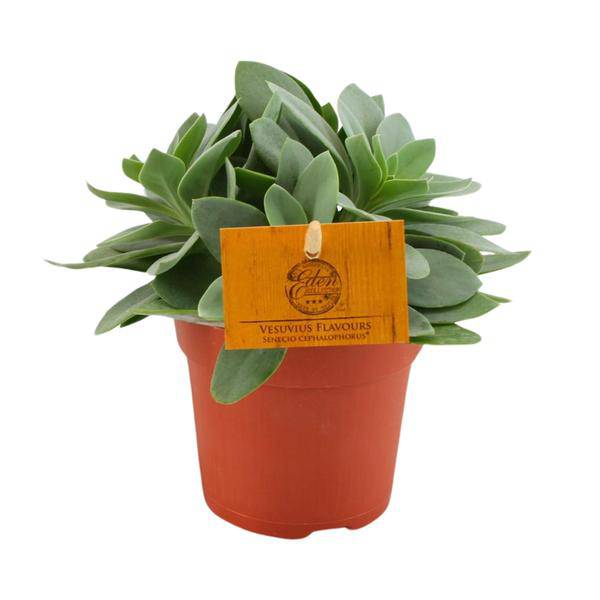 Senecio Cephalophorus – Kreuzkraut Ruby Slippers – Sukkulente Zimmerpflanze oder Gartenpflanze – Ø10.5cm – Höhe ca. 15cm – Plant