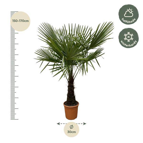 Hanfpalme – Trachycarpus 180cm – Ø30cm – Immergrüne Palme mit fächerförmigen Blättern – Pflegeleicht – Plant