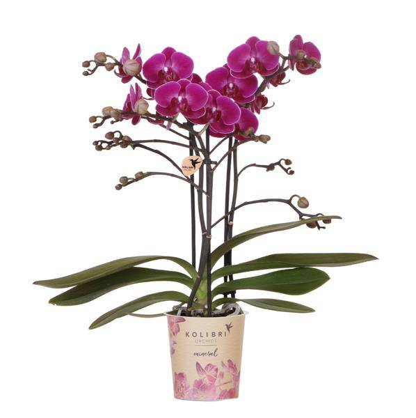 Phalaenopsis Orchidee Lilac Morelia – Zimmerpflanze – Ø9cm – Fliederfarbene Blütenpracht – Plant