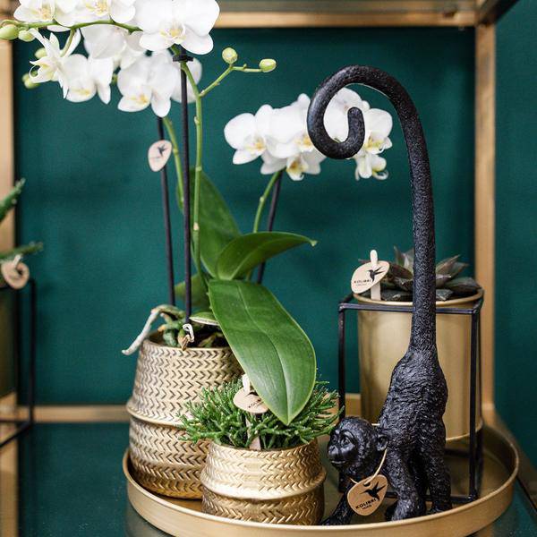 Pflanzenset Groove gold – Weiße Phalaenopsis Amabilis Ø9cm & Aloe Brevifolia Ø6cm – goldene Keramik – Ziertöpfe – Elegantes Orchideen – Set – Plant