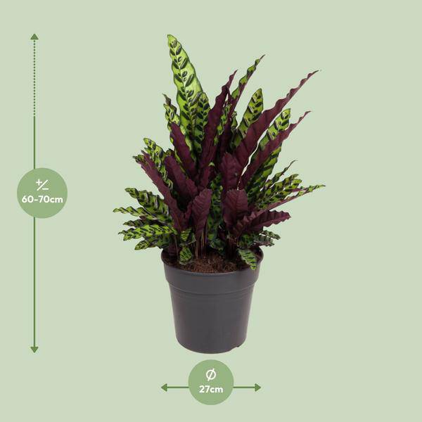 Korbmarante Calathea Lancifolia – Zimmerpflanze – Ø27cm – ↕70cm – Tropische Zimmerpflanze mit exotischem, schlangenähnlichem Blattmuster – Plant
