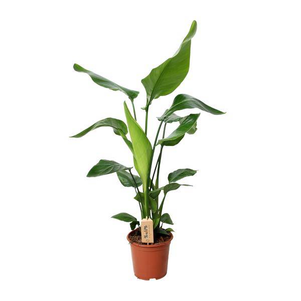 Baum – Strelitzie Strelitzia Nicolai Zimmerpflanze Ø19cm ↕90cm – tropische Grünpflanze für Wohnzimmer, Büro & helle Standorte kaufen – Plant