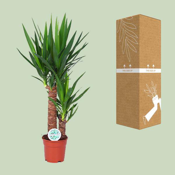 Palmlilie – Yucca Elephantipes – Zimmerpflanze – Ø17cm – Höhe ca. 80cm – pflegeleicht & luftreinigend – Plant