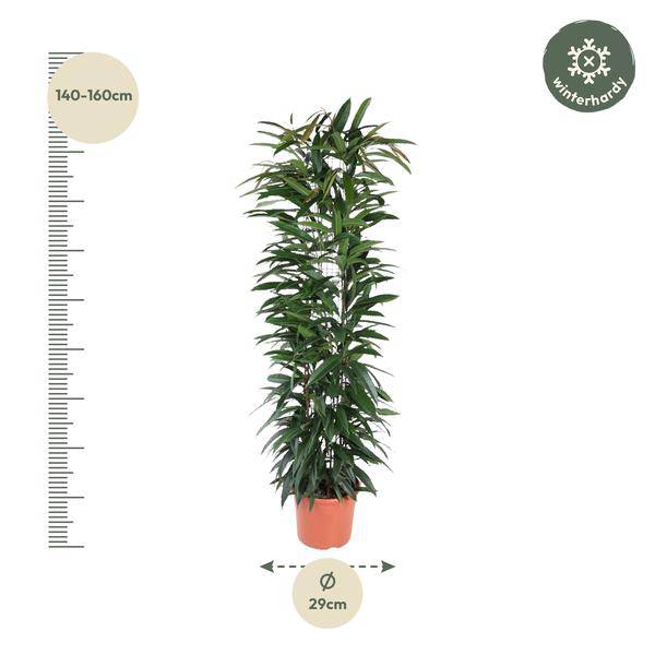 Schmalblättriger Gummibaum – Ficus Alii King 150cm – Ø29cm – Zimmerpflanze mit langen dunkelgrünen Blättern – Pflegeleicht – Plant