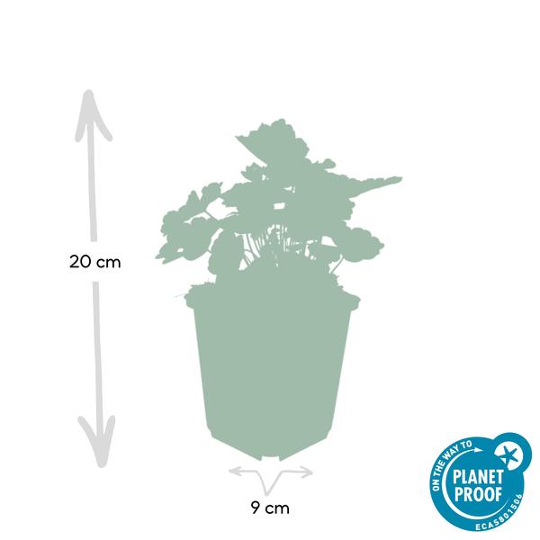 Heuchera 'Palace Purple' – Rotblättriges Silberglöckchen – Staude für Schatten & Beete – ↕10-25cm – Ø9cm – Für Garten & Pflanzgefäße – Plant