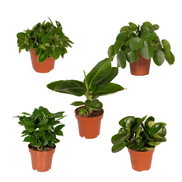 Überraschungsbox Zimmerpflanzen Ø12cm ↕25cm – pflegeleichtes Pflanzen Set für Urban Jungle, Fensterbank, Wohnzimmer & Büro – Plant