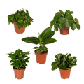 Überraschungsbox Zimmerpflanzen Ø12cm ↕25cm – pflegeleichtes Pflanzen Set für Urban Jungle, Fensterbank, Wohnzimmer & Büro – Plant