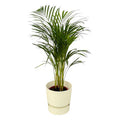 Areca Palme – Betelpalme – ca. 85cm Höhe – Zimmerpflanze luftreinigend – inkl. Weißer Blumentopf Ø24xH23 – Pflegeleicht für Zimmer & Büro – Plant