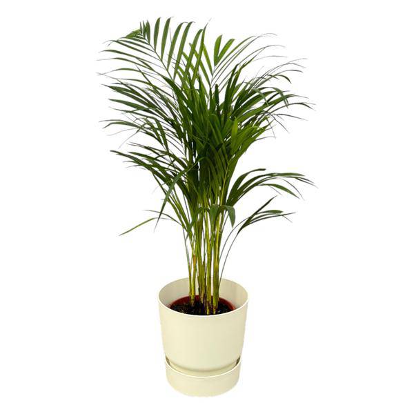 Areca Palme – Betelpalme – ca. 85cm Höhe – Zimmerpflanze luftreinigend – inkl. Weißer Blumentopf Ø24xH23 – Pflegeleicht für Zimmer & Büro – Plant