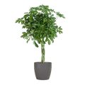 Schefflera Arb Nora – Strahlenaralie – Zimmerpflanze inkl. Übertopf – ↕70cm – Ø21cm – Kletterpflanze mit auffälligen Handblättern – Plant