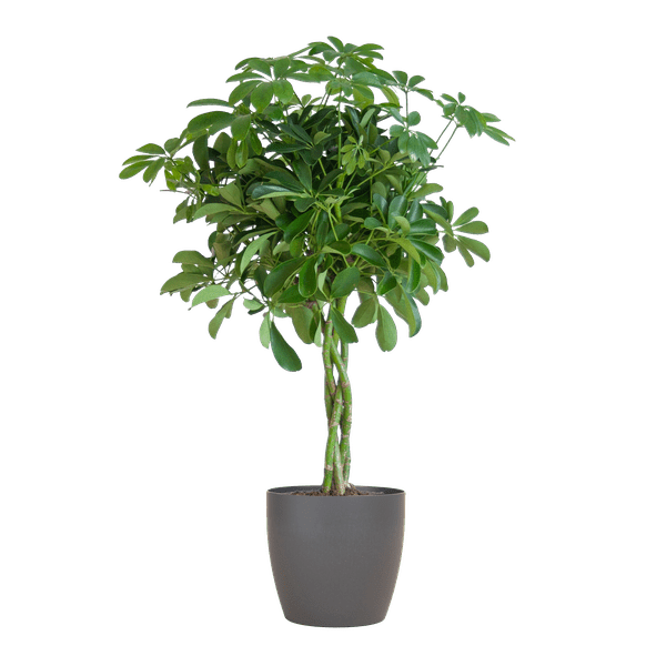 Schefflera Arb Nora – Strahlenaralie – Zimmerpflanze inkl. Übertopf – ↕70cm – Ø21cm – Kletterpflanze mit auffälligen Handblättern – Plant