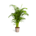 Dypsis Areca lutescens – Goldfruchtpalme – Zimmerpflanze – Ø27 cm – Höhe 150-170 cm – Tropische, federartige Blätter – Ideal für Wohnräume & Büro – Plant