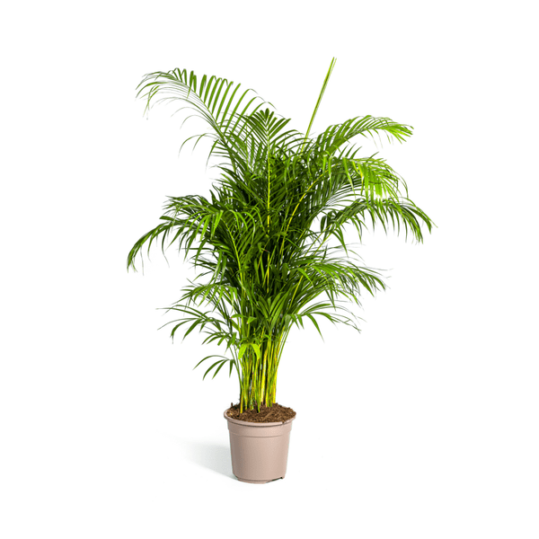 Dypsis Areca lutescens – Goldfruchtpalme – Zimmerpflanze – Ø27 cm – Höhe 150-170 cm – Tropische, federartige Blätter – Ideal für Wohnräume & Büro – Plant