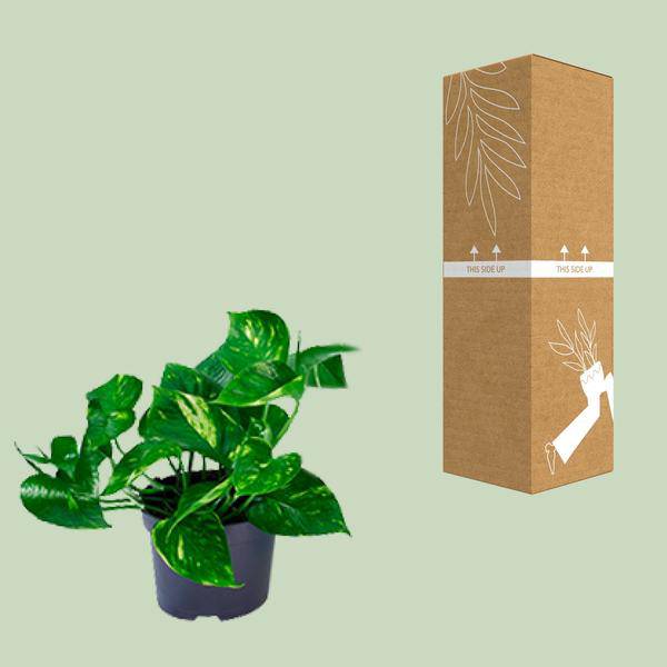 Efeutute – Epipremnum aureum – Ø12cm x H20cm – Schnelle & pflegeleichte Zimmerpflanze – Kletter – oder Hängepflanze – Luftreinigend – Im Pflanztopf – Plant