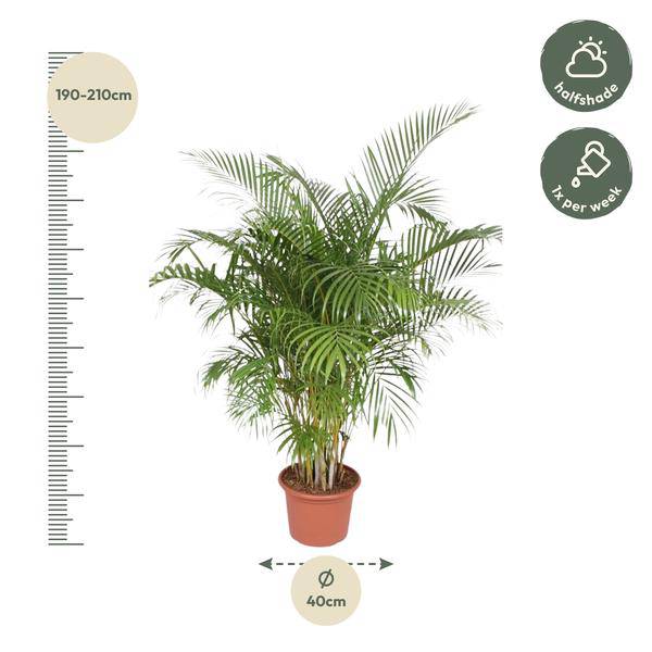 Goldfruchtpalme Dypsis Lutescens Zimmerpflanze Ø40cm ↕200cm – tropische Grünpflanze für Wohnzimmer, Büro & helle Standorte kaufen – Plant