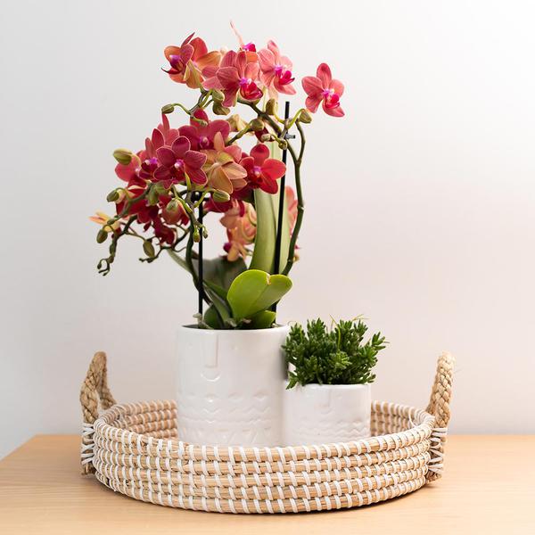 Rote Phalaenopsis – Orchidee Kongo Zimmerpflanze Ø9cm – blühende Orchidee für Wohnzimmer, Büro & helle Standorte kaufen – Plant