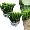 Euonymus Green Spire – Japanischer Spindelstrauch – Ø7cm – ↕15cm – Immergrün & Winterhart – Buchsbaum Ersatz für Hecke und Garten – Plant