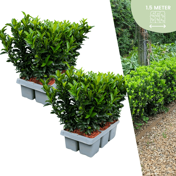 Euonymus Green Spire – Japanischer Spindelstrauch – Ø7cm – ↕15cm – Immergrün & Winterhart – Buchsbaum Ersatz für Hecke und Garten – Plant