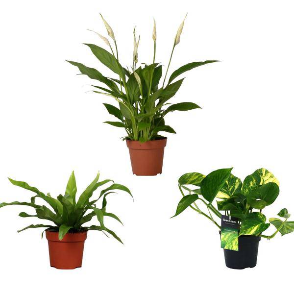Luftreinigender Pflanzen Mix Ø12cm ↕20-45cm – pflegeleichtes Pflanzen Set für Urban Jungle, Fensterbank, Wohnzimmer & Büro – Plant