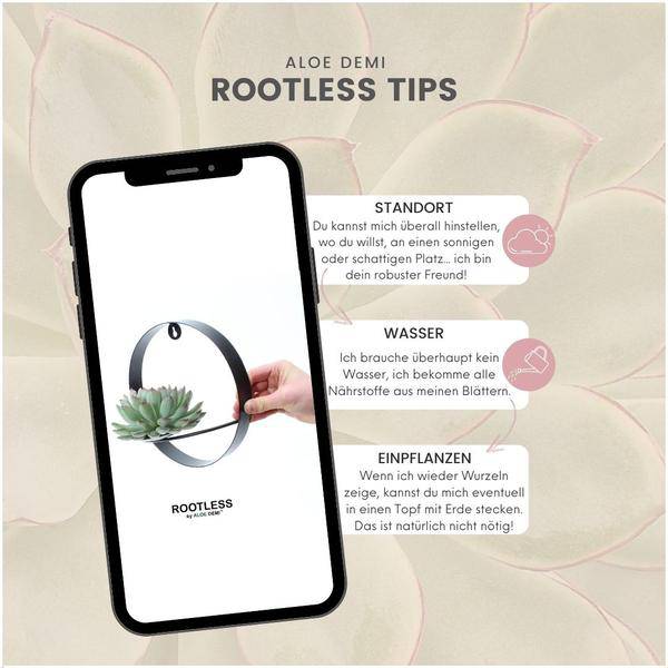 Sukkulente Echeveria Pulidonis – Rootless Schnitt – Sukkulente – Ø12-14cm Rosette im schwarzen Wanddeko Ring Ø20cm – Plant