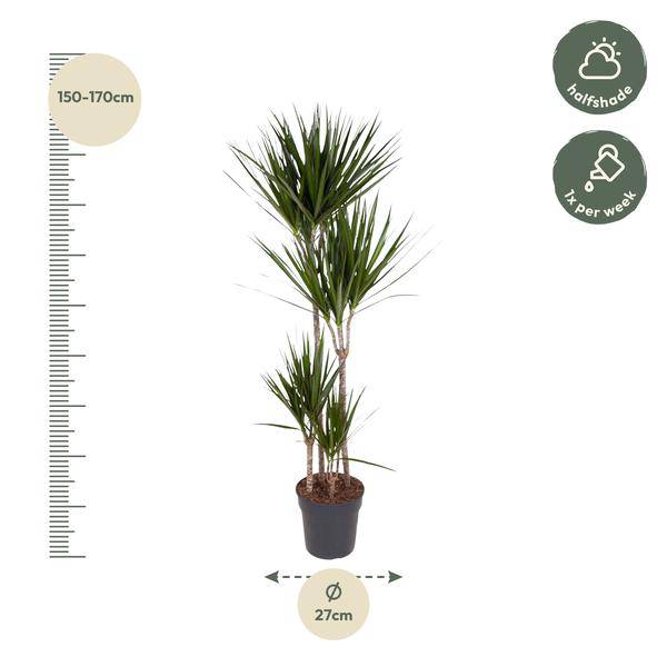 Drachenbaum Zimmerpflanze Ø27cm ↕160cm mit dekorativem Übertopf – pflegeleichte Grünpflanze für Wohnzimmer, Büro & helle Standorte kaufen – Plant