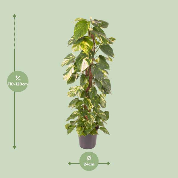 Efeutute Epipremnum Pinnatum – Zimmerpflanze – Ø24cm – ↕120cm – Goldene Efeutute mit herzförmigen Blättern – Luftreinigende & pflegeleichte Zimmerpflanze – Plant
