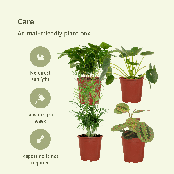 Tierfreundliches Pflanzenset Ø12cm ↕20-40cm – pflegeleichtes Pflanzen Set für Urban Jungle, Fensterbank, Wohnzimmer & Büro – Plant