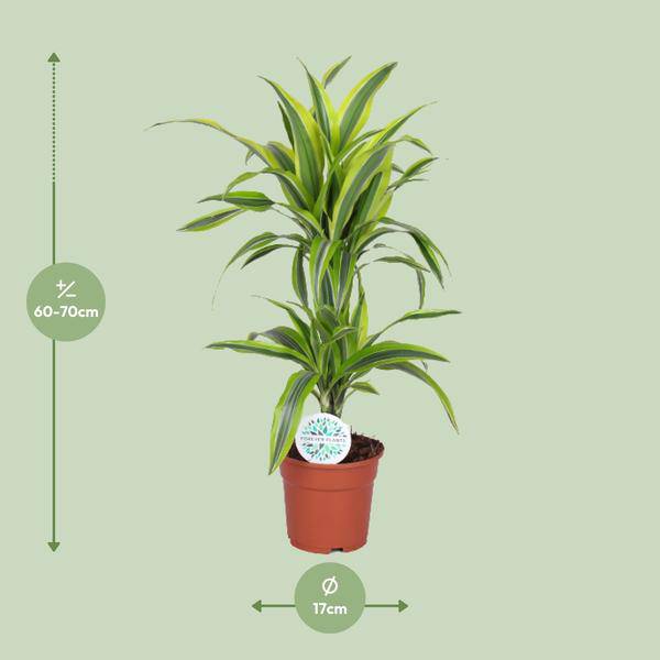 Drachenbaum Dracaena Lemon Lime – Zimmerpflanze – Ø17cm ↕65cm – Gelb-grün gestreifte Blätter – Luftreinigend & Pflegeleicht – Plant