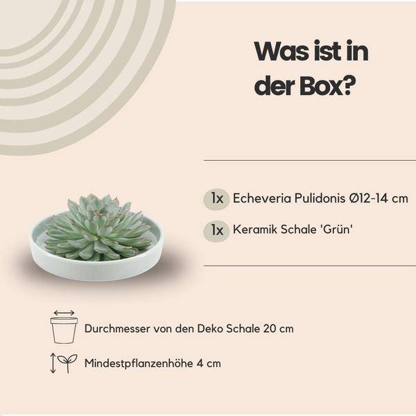 Sukkulente – Echeveria pulidonis Rootless – Ø20cm Schale Grün – Zimmerpflanze ohne Wurzeln – Pflegeleichte Schnitt – Plant
