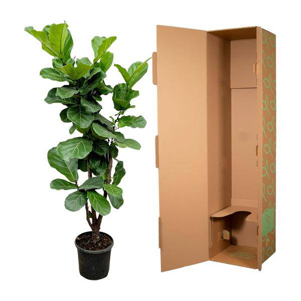 Feigenbaum – Ficus Lyrata – ca. 170cm hoch – Ø32cm – Geigenfeige als imposante Zimmerpflanze – XXL Grünpflanze mit großen Blättern – Plant