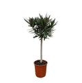 Rosenlorbeer Gartenpflanze Ø22cm ↕90cm – Pflanze für Garten, Balkon, Terrasse, Kübel & Beet online kaufen – Plant