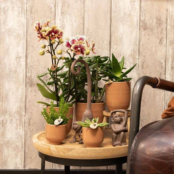 Glasierter Blumentopf Cognac Zimmerpflanze Ø12cm – blühende Orchidee für Wohnzimmer, Büro & helle Standorte kaufen – Plant